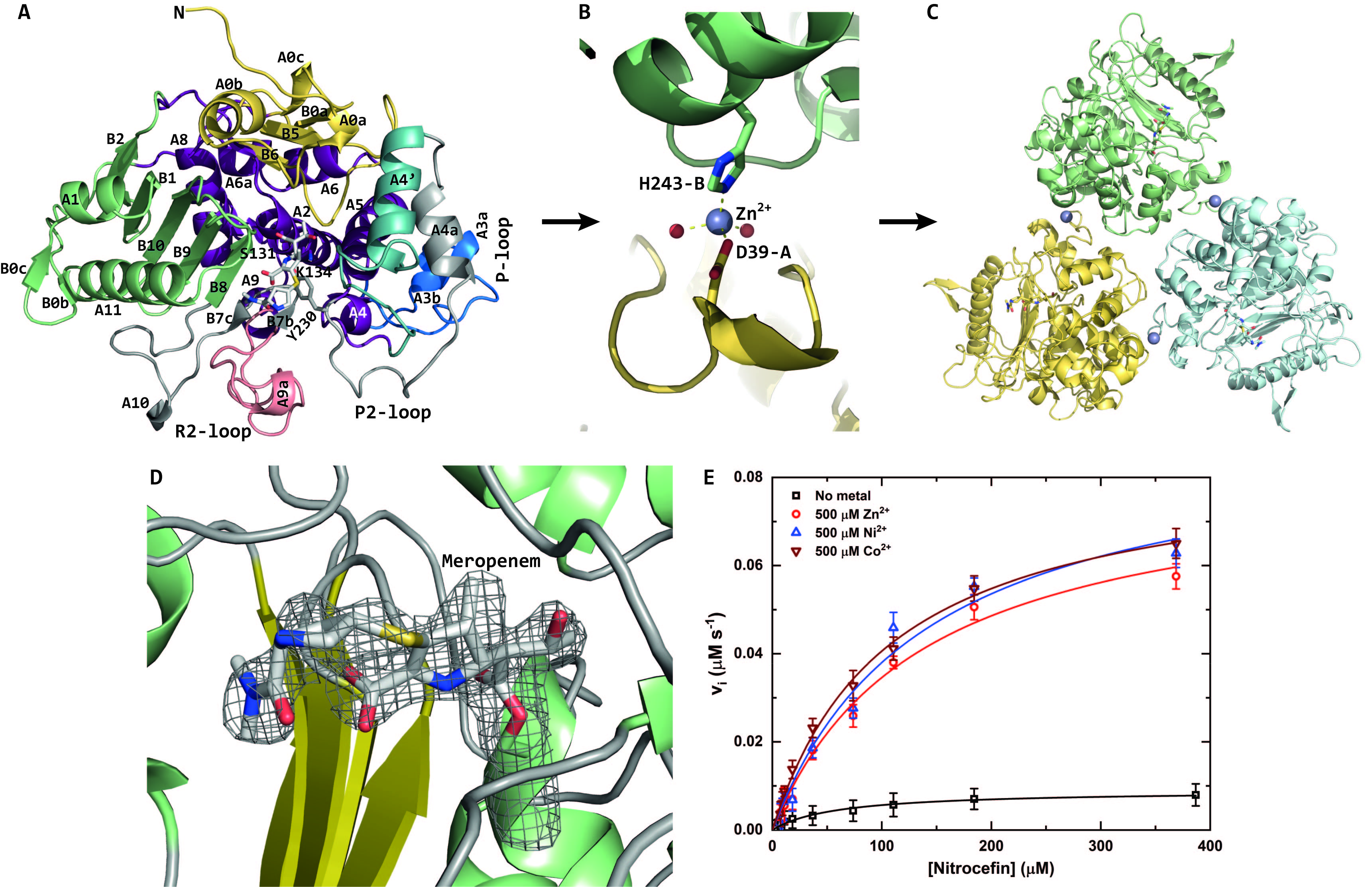 Structure of PIB-1 from Pseudomonas aeruginosa. The monomer (A) upon binding of a Zn2+ ion (B) becomes a trimer (C). The antibiotic meropenem is covalently bound to the active site (D). The activity of PIB-1 increases in the presence on metal ions, such as Zn2+, Ni2+ and Co2+.