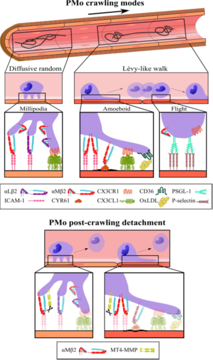 Intravascular immune surveillance by patrolling monocytes: crawling and serach modes. From Moreno-Cañadas et al., 2021.
