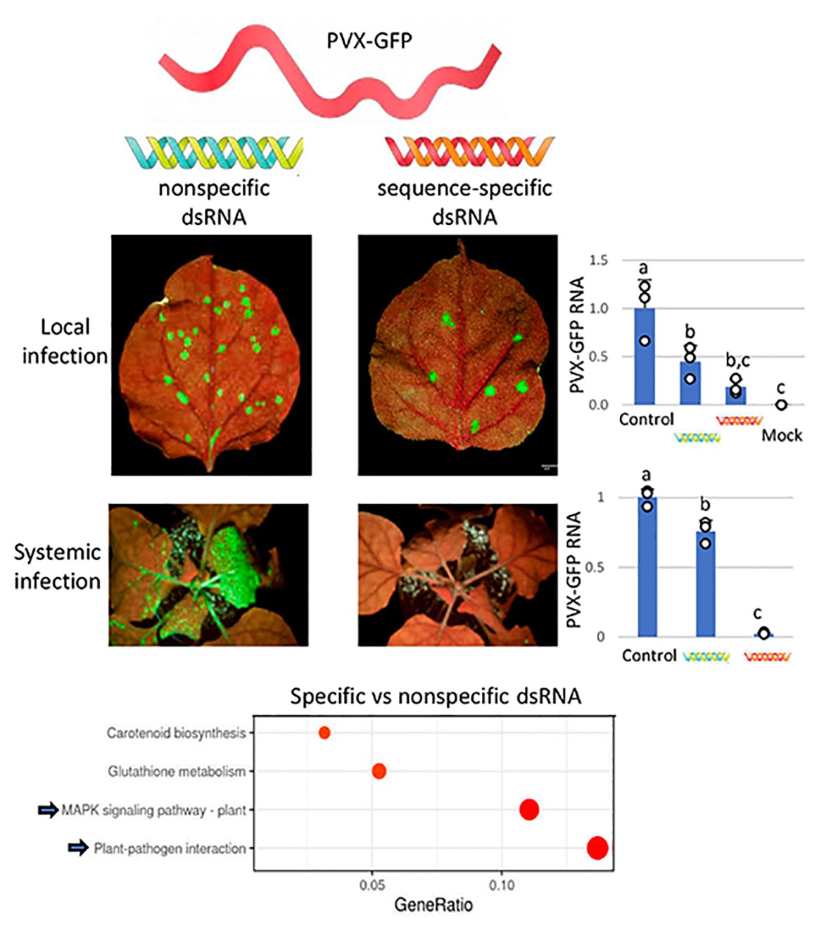 Innate immunity against PVX-GFP conferred by nonspecific dsRNA is weaker compared to the RNAi response triggered by sequence-specific dsRNA, which correlates with a differential impact on defense responses at the transcriptome level