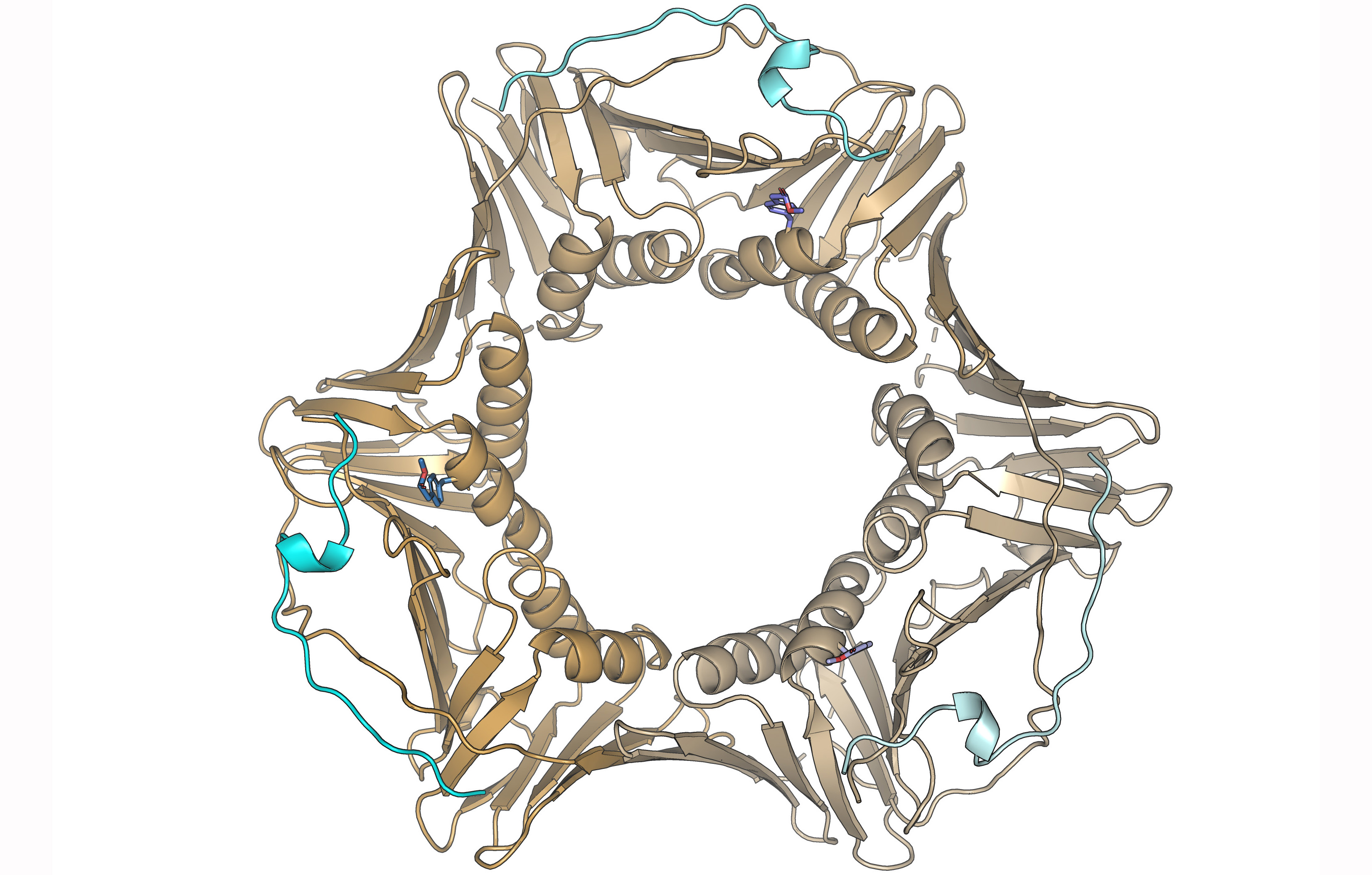 Structure of the PCNA complex with the p21 PIP fragment. The three PCNA protomers and the three p21 molecules are depicted in different shades of the same color, beige or cyan respectively. The side chain of the amino acid p-carboxymethyl-L-phenylalanine is represented by violet (carbons) and red (oxygens) sticks.