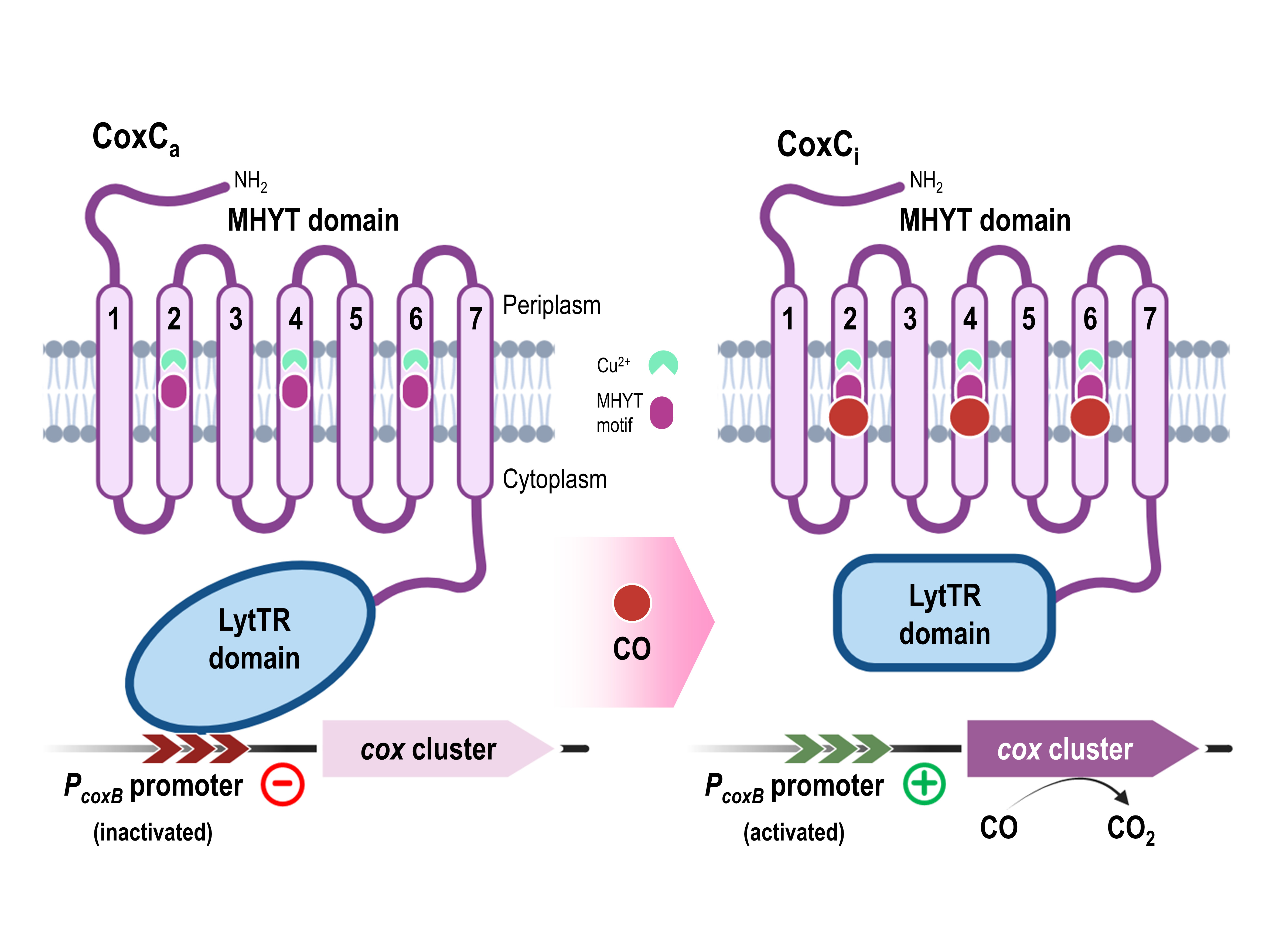 Scheme of the mechanism of action of the CoxC transcriptional repressor containing a membrane MHTY domain capable of recognizing the toxic gas CO and inducing the expression of cox genes for aerobic CO oxidation.