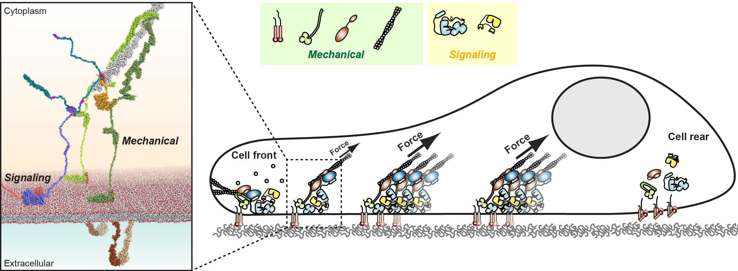 Cell migration requires proteins with mechanical and signaling functions. Right: Schematic illustration of migrating cells with new adhesive traction points forming in the cell front and dissociating in the cell rear. Left: Atomic model of how mechanical and signaling proteins assemble during cell migration Cell migration requires proteins with mechanical and signaling functions. Right: Schematic illustration of migrating cells with new adhesive traction points forming in the cell front and dissociating in the cell rear. Left: Atomic model of how mechanical and signaling proteins assemble during cell migration
