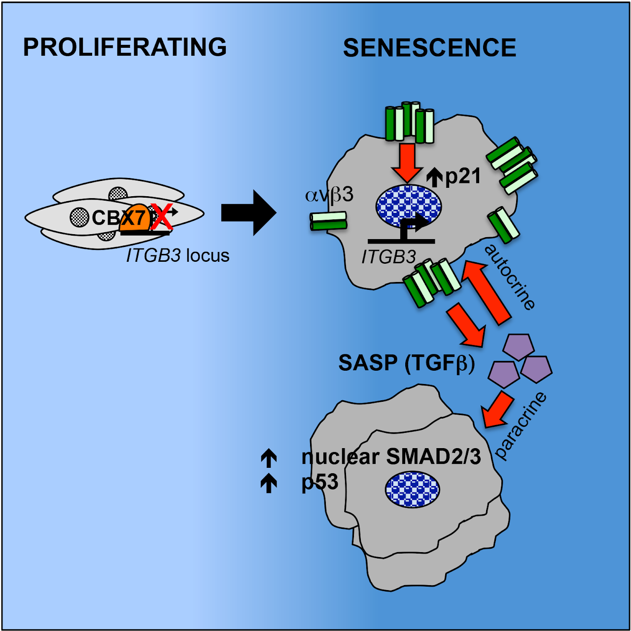 Figure 3. Integrin alpha-v- beta 3 (avb3) expression is upregulated during senescence. Upon activation of senescence integrin avb3 becomes highly expressed and directly activates TGFbeta (part of the SASP), which has both autocrine and paracrine effects on neighbouring cells.