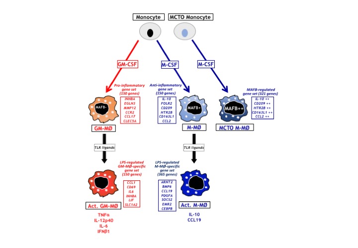 Gene profiling on human macrophages