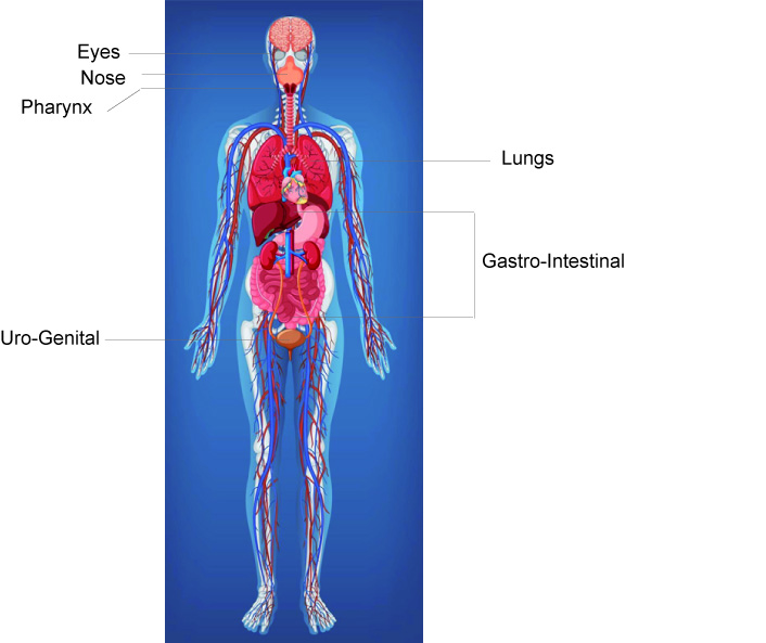 The Human mucosal surfaces. The scheme of the human body was taken from Freepik (https://www.freepik.es/) and labelled by the authors.