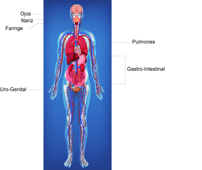 Figura. Las superficies mucosas del cuerpo humano. El esquema del cuerpo humano procede de Freepik (https://www.freepik.es/) y ha sido rotulado por los autores. 