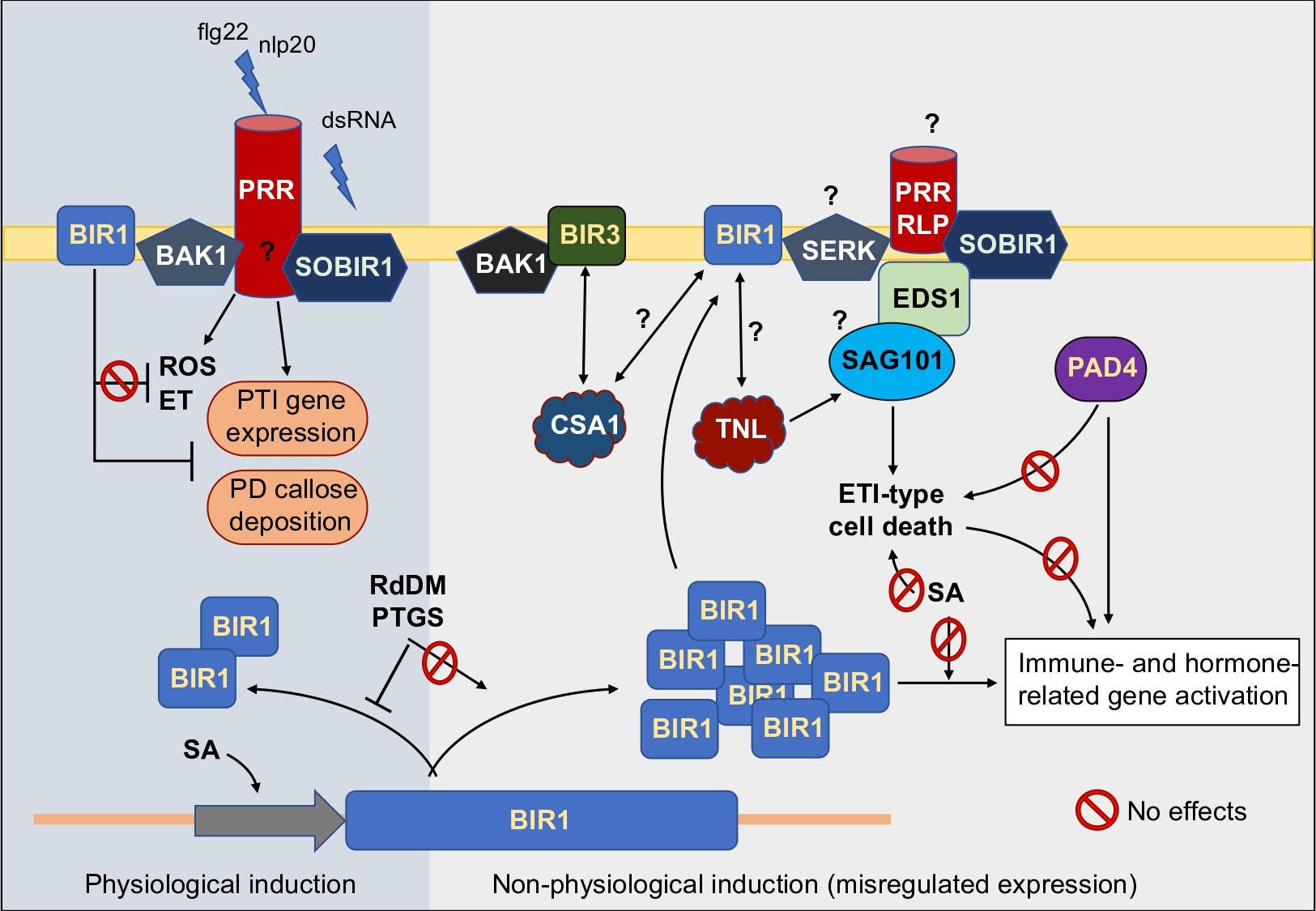 Working model for BIR1 homeostasis