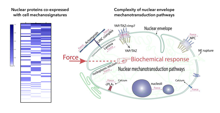 Research line 1. Nuclear envelope mechanobiology