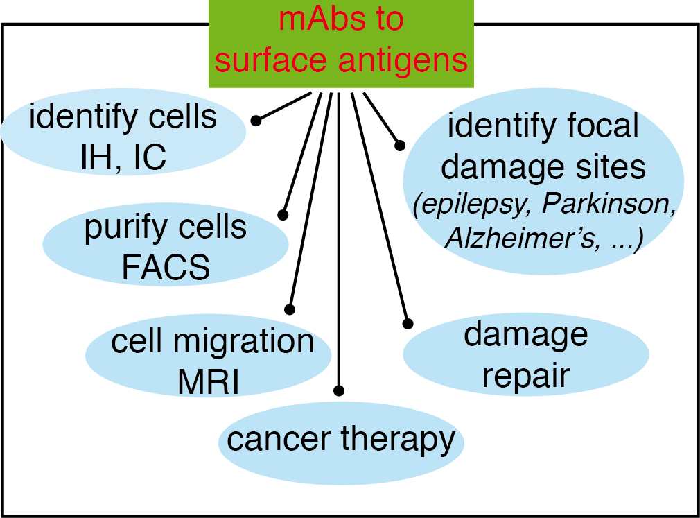 Possibilities opened-up by the use of mAbs recognising surface antigens in neural stem cells and neuroblasts