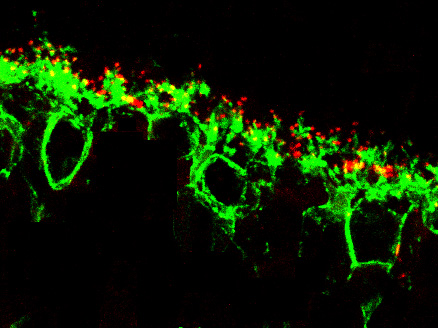 Células bipolares retinianas de ratón teñidas en verde y sus terminales sinápticas en rojo