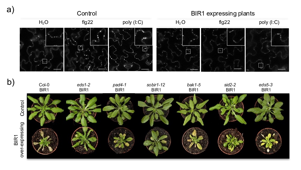 Fenotipos asociados a la inducción de BIR1 a niveles fisiológicos (a) y no fisiológicos (b) en plantas transgénicas de Arabidopsis
